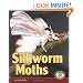 Silkworm Moths (Early Bird Nature)
