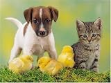Animal Friendship Jigsaw Puzzle 1000pc