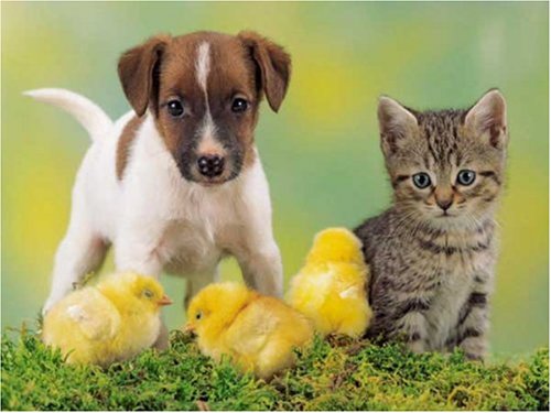 Animal Friendship Jigsaw Puzzle 1000pc