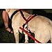 One Harness - Huge (dogs 75-120 lbs)