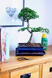 51R7mJQafKL. SL160  Mature Bonsai Tree Gift Set   Large Shaped Chinese Elm (25cm Pot)