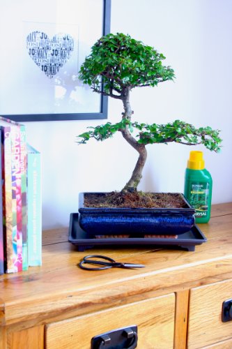 Mature Bonsai Tree Gift Set – Large Shaped Chinese