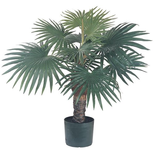 Foutain Silk Palm Tree 2’6″
