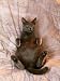 Fat Pregnant Grey Cat Relaxing on Bed Photographic Poster Print by Alan And Sandy Carey, 24x32