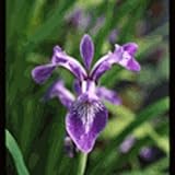 Hughes Water Gardens Blue Flag Iris (3 Plants)
