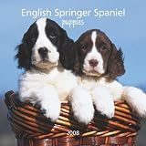 English Springer Spaniel Puppies 2008 Mini