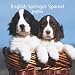 English Springer Spaniel Puppies 2008 Mini