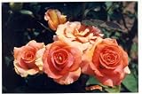 Apricot Roses Image