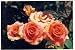 Related Apricot Roses Image
