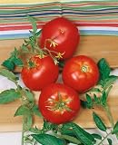 Rutgers VF Tomato Seeds - Lycopersicon Esculentum - 0.5 Grams - Approx 175 Gardening Seeds - Vegetable Garden Seed