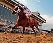 Big Brown 2008 Preakness 8x10 Photo