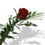 Einzelne rote