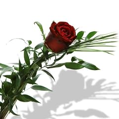 Einzelne rote Edelrose