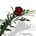 Einzelne rote Edelrose