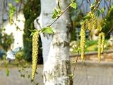 Birch Flowering - 60