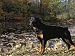 Rottweiler Dog, Illinois, USA Animals Photographic Poster Print by Lynn M. Stone, 12x9
