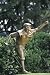 Golf Digest Payne Stewart Statue at Pinehurst Photograph, Framed Print (18x24-inch)