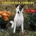 Smooth Fox Terriers 2005 Wall Calendar