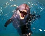 Bottle-Nosed Dolphin (In Water) Art Poster Print - 16" X 20"