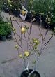 Seven Gallon Yellow Bird Flowering Magnolia Tree