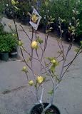 Seven Gallon Yellow Bird Flowering Magnolia Tree