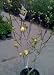 Seven Gallon Yellow Bird Flowering Magnolia Tree