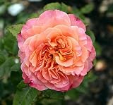 Edelrose Augusta Luise   - (3-Liter Topf)