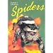 Florida's Fabulous Spiders