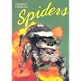Florida's Fabulous Spiders