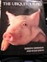 The Ubiquitous Pig