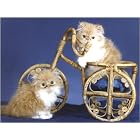 Pet Star Notecards - Kittens by  Pet Star Photography