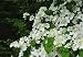 Shasta viburnum (Viburnum plicatum var. tomentosum)