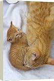 Box Canvas Print of Cat - mother grooming kitten from Ardea