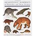 Prehistoric Mammals of Australia and New Guinea: One Hundred Million Years of Evolution