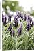 Canvas Prints of French lavender (Lavandula stoechas) from Science Photo Library
