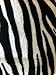 WPM Queen Blanket Sumptuously Soft Plush Black Zebra Animal Print Blankets/Reversible