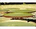 Photographic Prints of Water lily from Prints Prints Prints