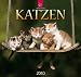 Die beliebtesten Katzenkalender