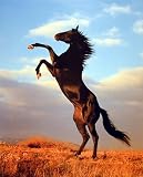  : Ron Kimball Black Stallion Horse Bronco Art Poster Print - 16" X 20"
