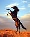 Search : Ron Kimball Black Stallion Horse Bronco Art Poster Print - 16" X 20"