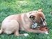 Pig Ears for Dogs - 6 Huge Whole Pig Ears Alternative to Rawhide Chews and Cow Ears. Best Whole Pig Ear Dog Treats Sourced and Made in The USA! All Natural Hickory Smoked, USDA Human Grade Quality