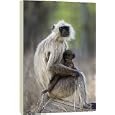 Box Canvas Print of Common langur (Presbytis entellus) with her baby from Robert Harding'