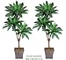 Two 6' Bird Nest Tripled Artificial Palm Trees Silk Plants, with No Pot,