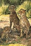 263-008 - Cheetahs - Wildlife drawn art postcard