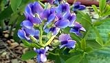 Blue False Indigo 8 Plants - Baptisia australis - SALE*