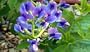 Blue False Indigo - 4 Plants - Baptisia australis