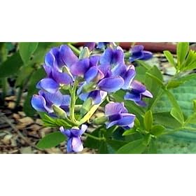 Blue False Indigo 4 Plants - Baptisia australis - SALE*