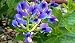 Blue False Indigo 4 Plants - Baptisia australis - SALE*