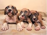 500 Piece American Pit Bull Terrier Puppies Jigsaw Puzzle