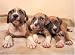 500 Piece American Pit Bull Terrier Puppies Jigsaw Puzzle
